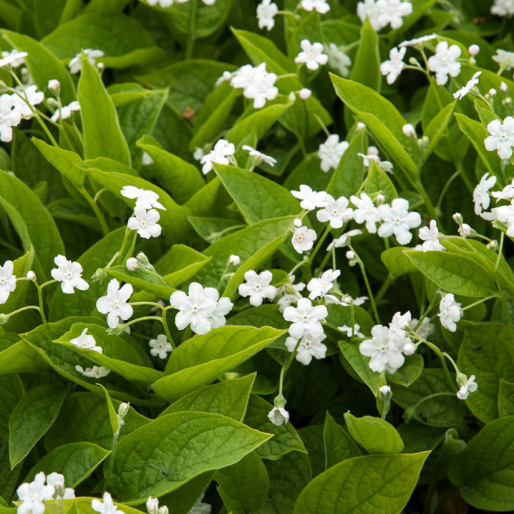 Omphalodes verna Alba - Amerikaans vergeet-mij-nietje