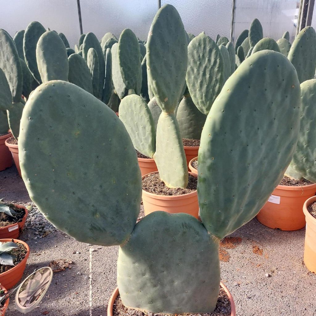 Opuntia Titania - Schijfcactus