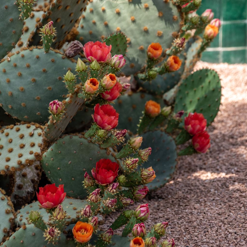Opuntia aciculata - Schijfcactus