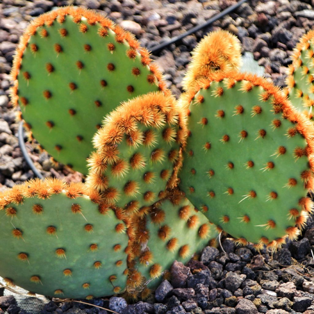 Opuntia aciculata - Schijfcactus