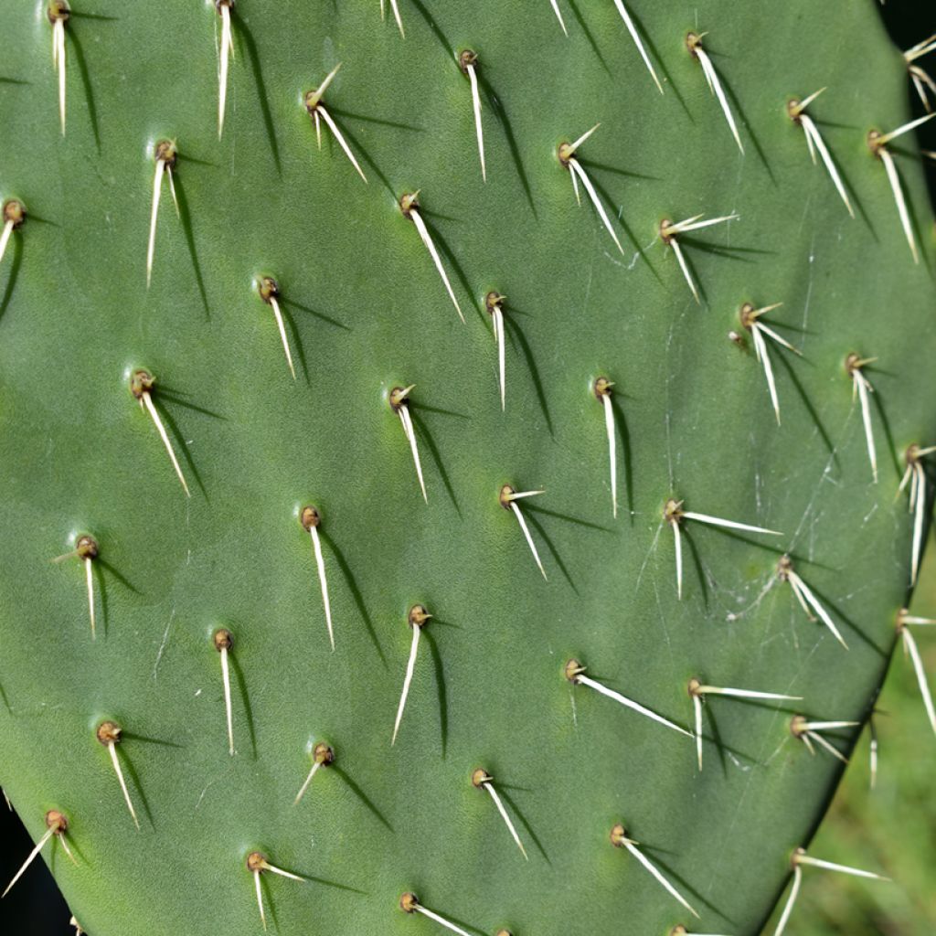 Opuntia anacantha - Schijfcactus