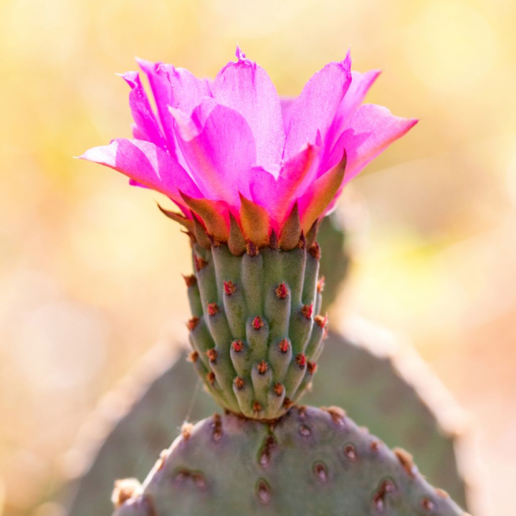 Opuntia basilaris - Schijfcactus