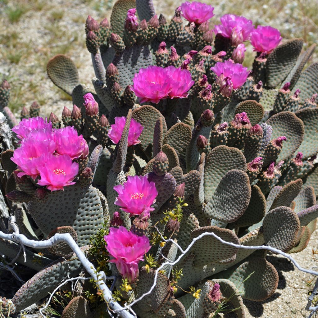 Opuntia basilaris - Schijfcactus