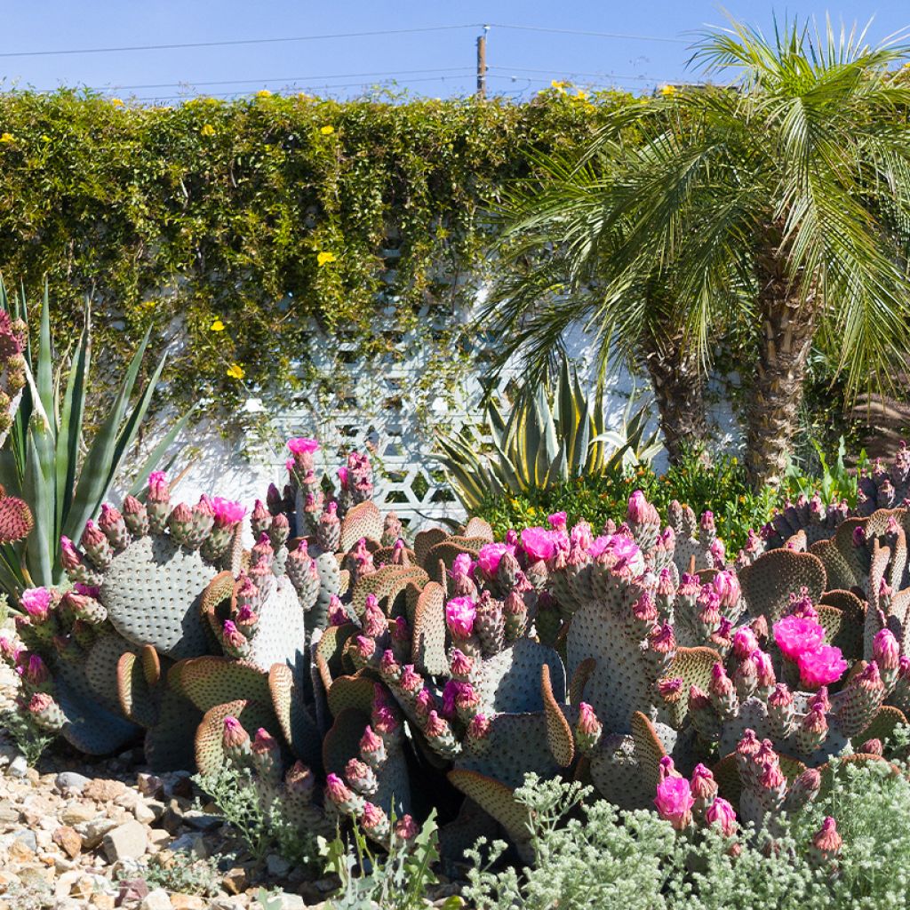 Opuntia basilaris - Schijfcactus