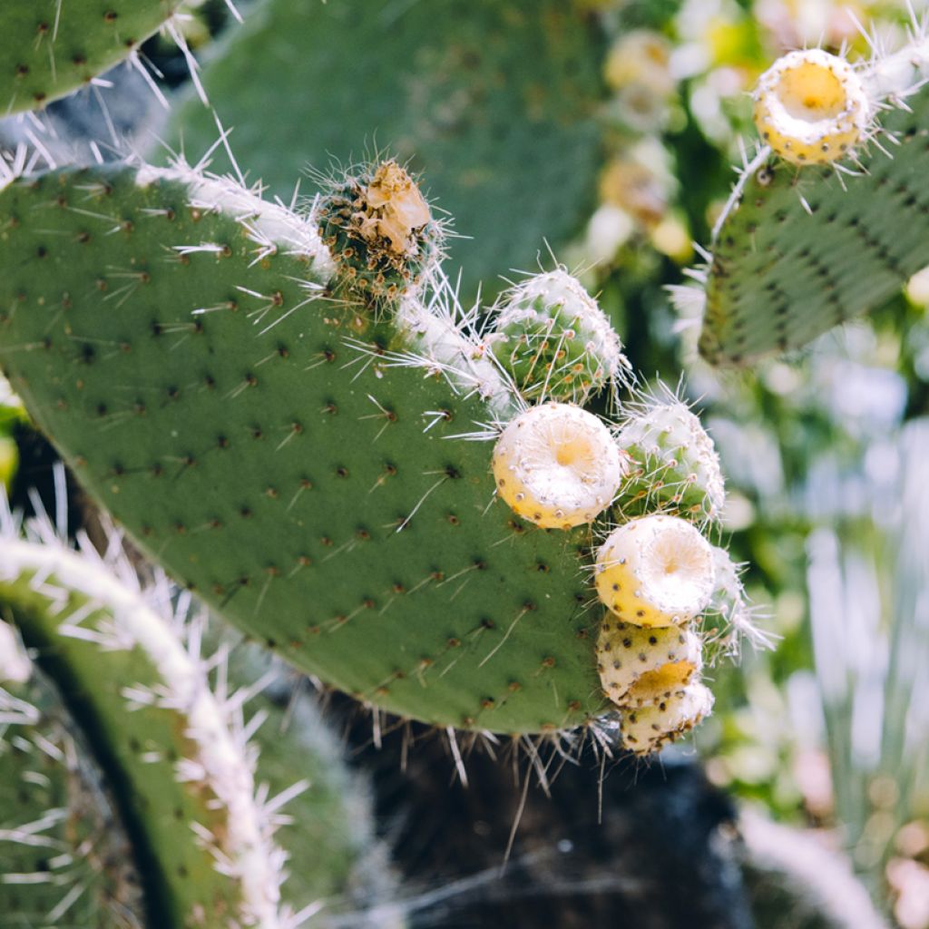 Opuntia bergeriana - Schijfcactus