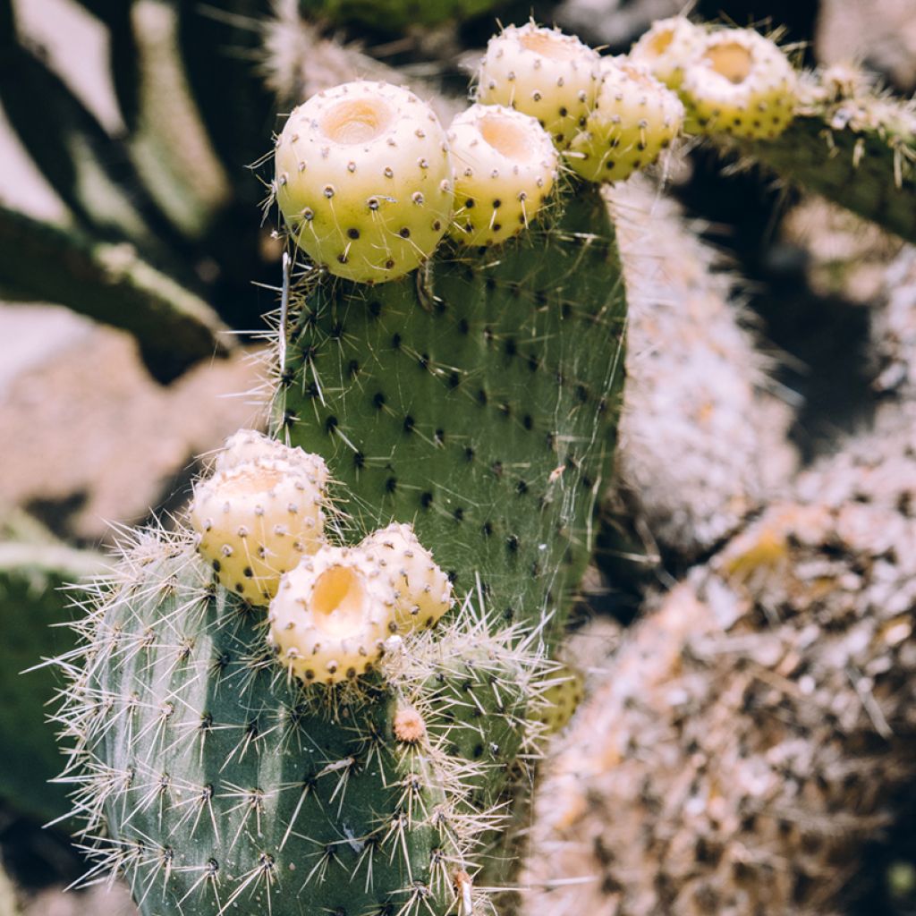 Opuntia bergeriana - Schijfcactus