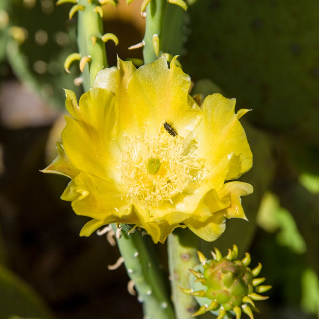 Opuntia cacanapa Ellisiana - Schijfcactus