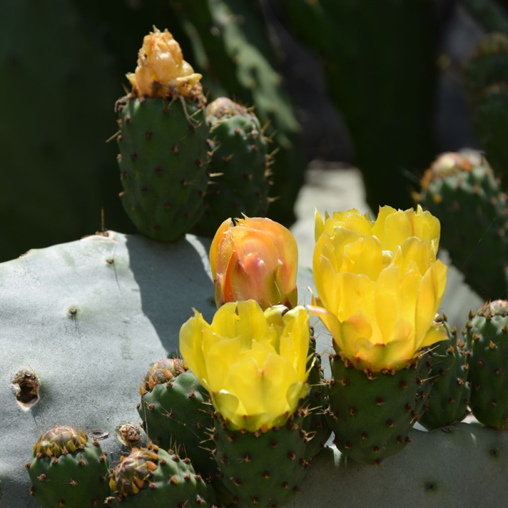 Opuntia compressa Millevaches - Schijfcactus