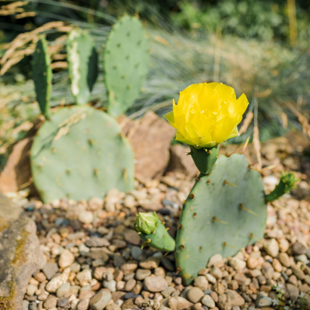 Opuntia engelmannii - Schijfcactus