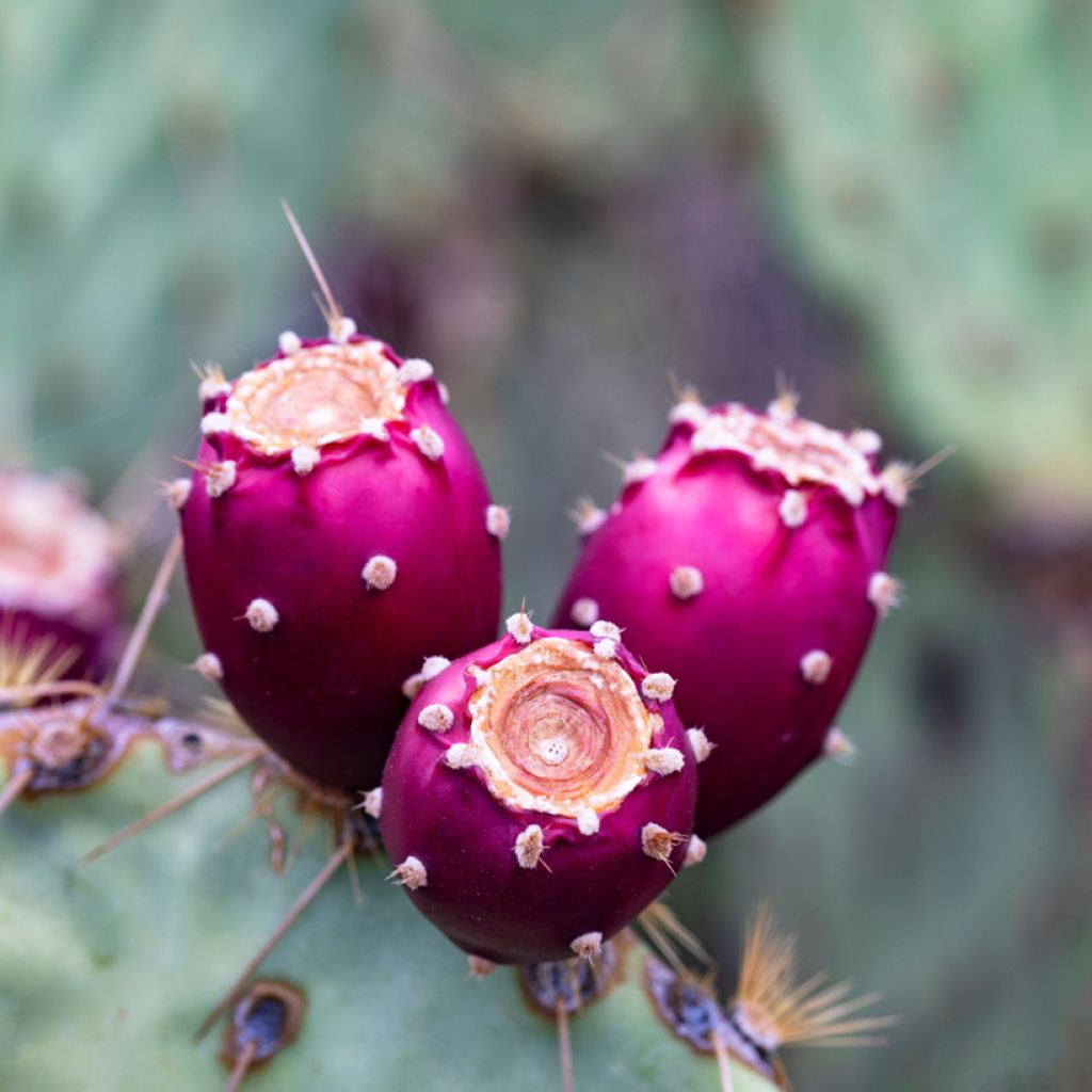 Opuntia engelmannii - Schijfcactus