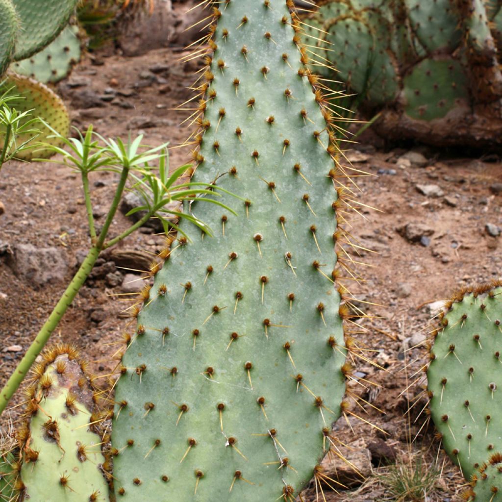 Opuntia engelmannii linguiformis - Schijfcactus