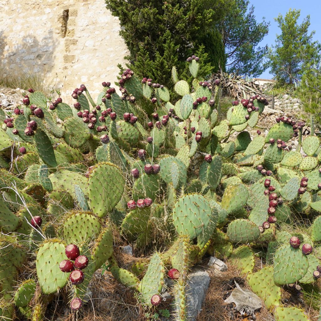 Opuntia engelmannii rastrera - Schijfcactus