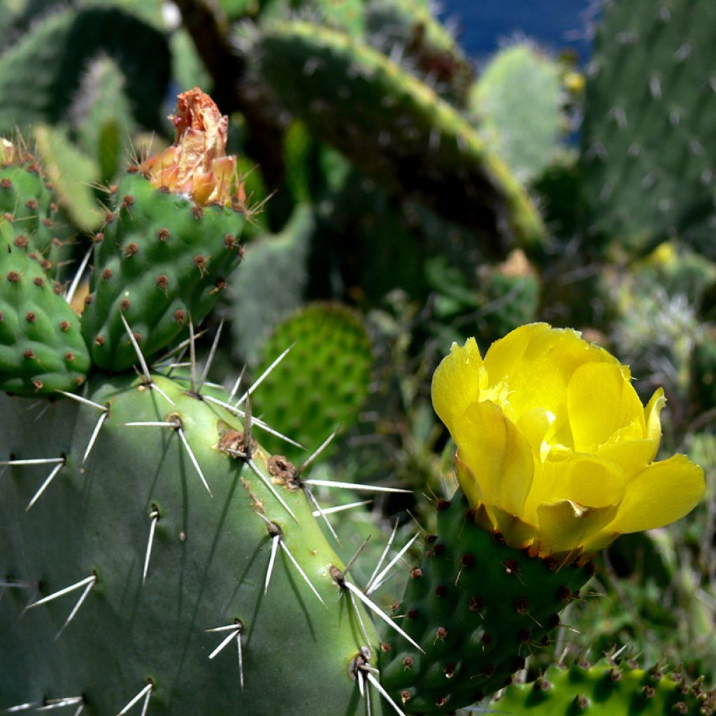 Opuntia howeyi - Vijgcactus