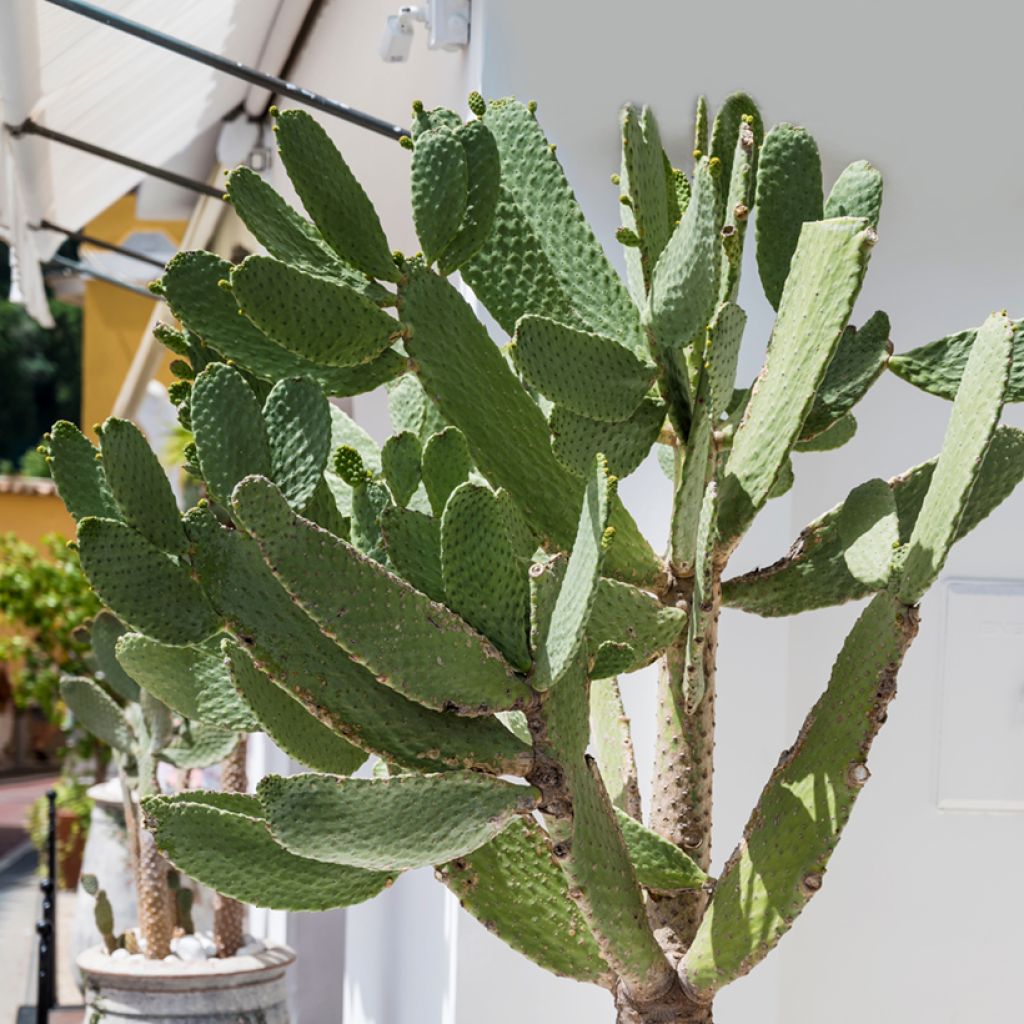 Opuntia leucotricha - Schijfcactus