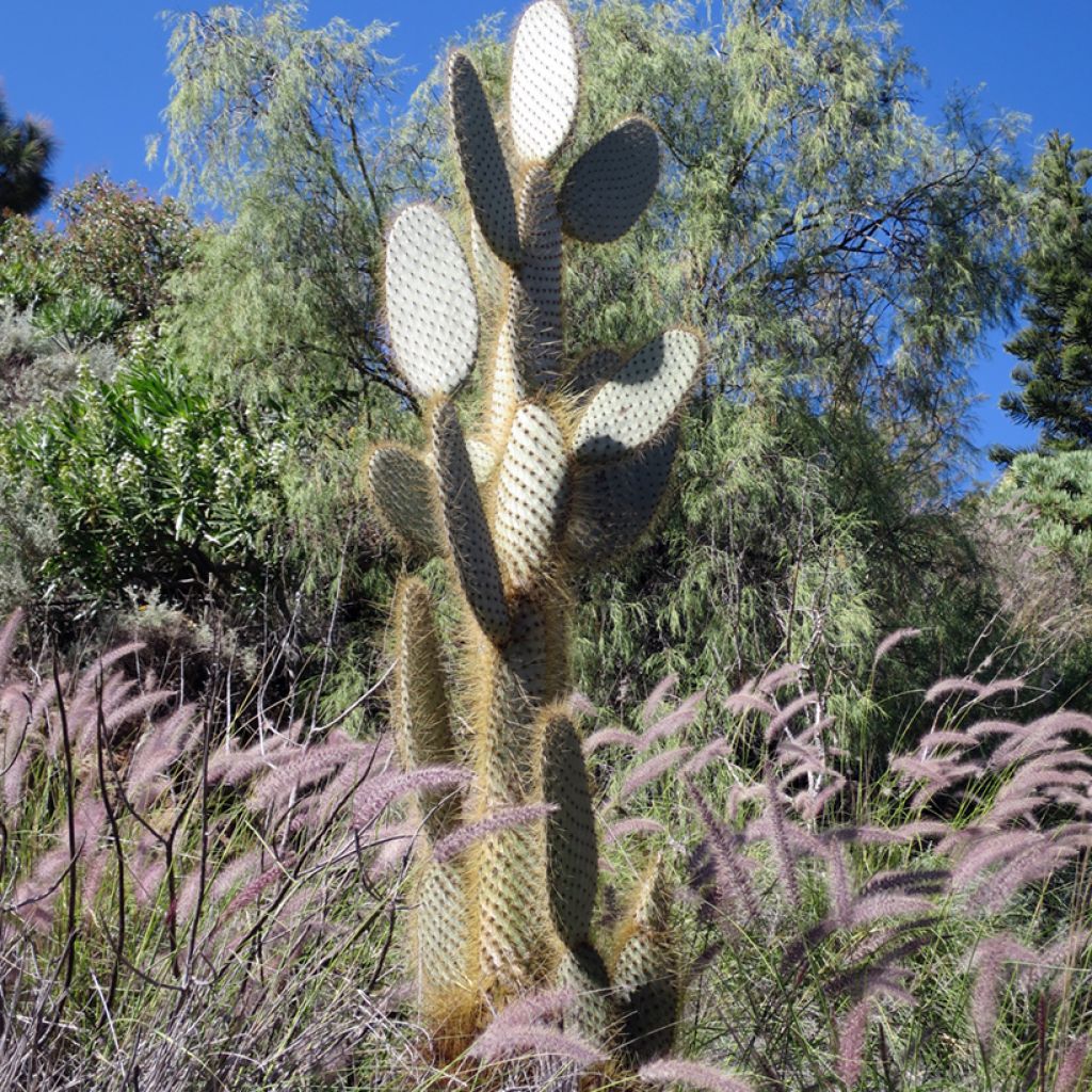 Opuntia leucotricha - Schijfcactus