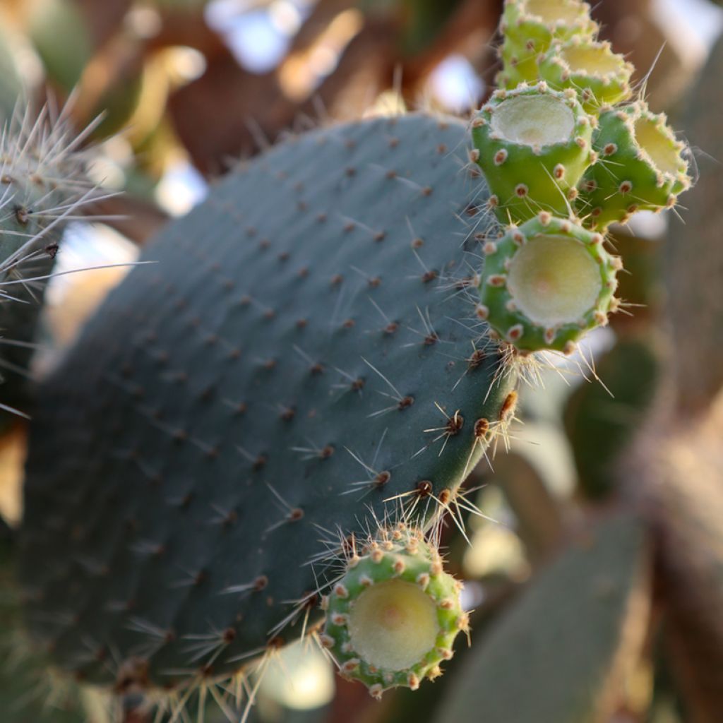 Opuntia leucotricha - Schijfcactus