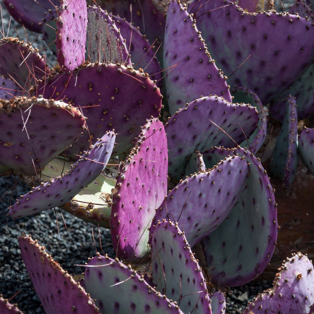 Opuntia macrocentra - Vijgcactus