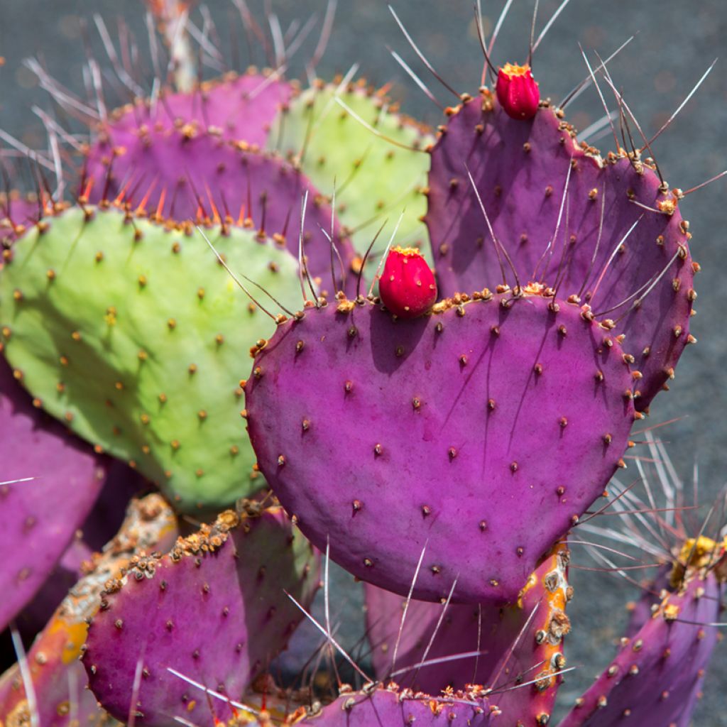 Opuntia macrocentra - Vijgcactus