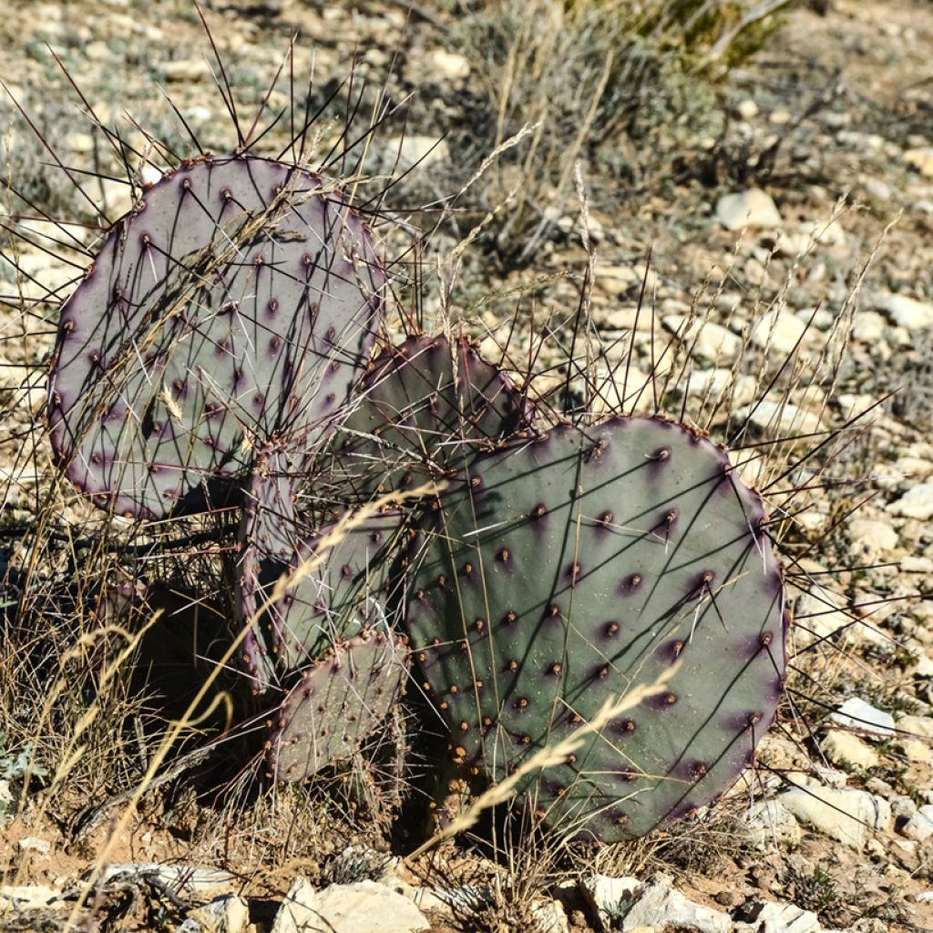 Opuntia macrocentra - Vijgcactus sleedoorn