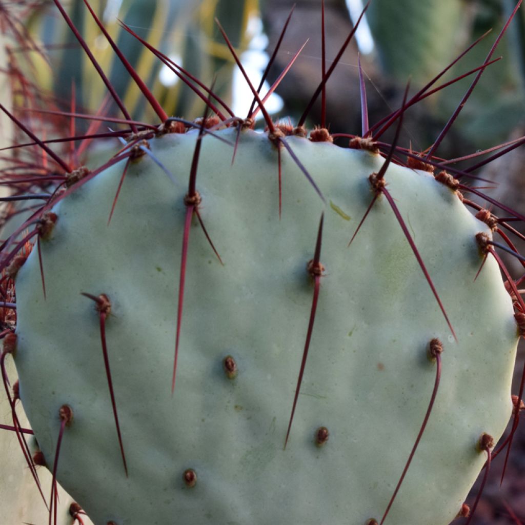 Opuntia macrocentra - Vijgcactus sleedoorn