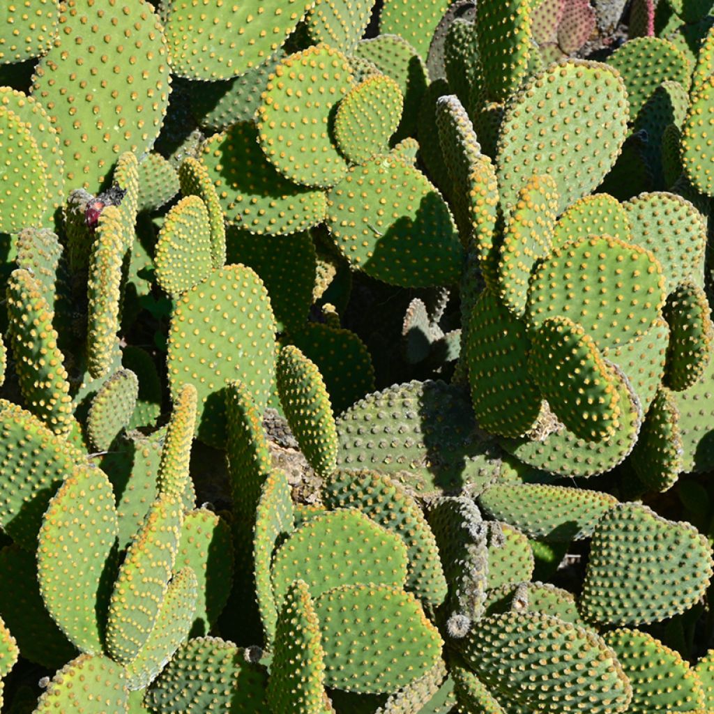 Opuntia microdasys - Konijnenoren