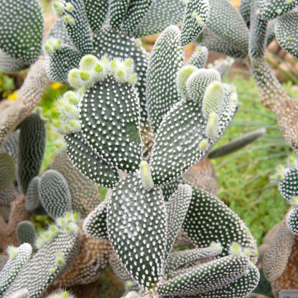 Opuntia microdasys var. albispina - Konijnenoren
