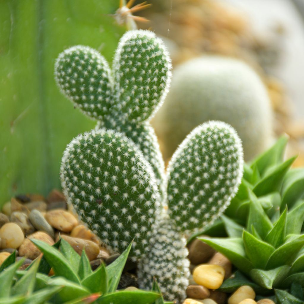Opuntia microdasys var. albispina - Konijnenoren