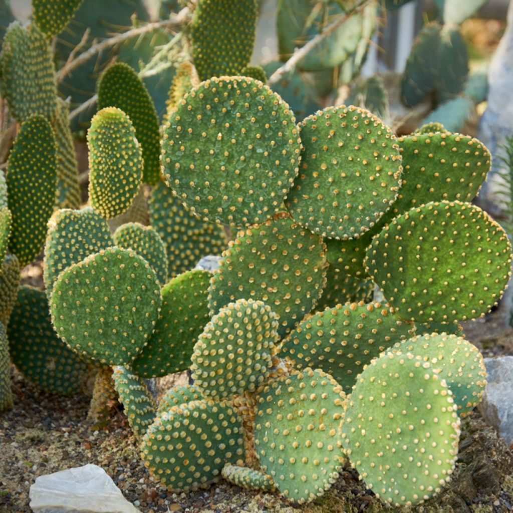 Opuntia microdasys var. pallida - Konijnenoren