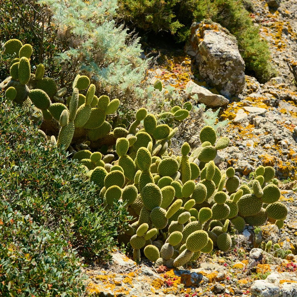 Opuntia microdasys var. pallida - Konijnenoren