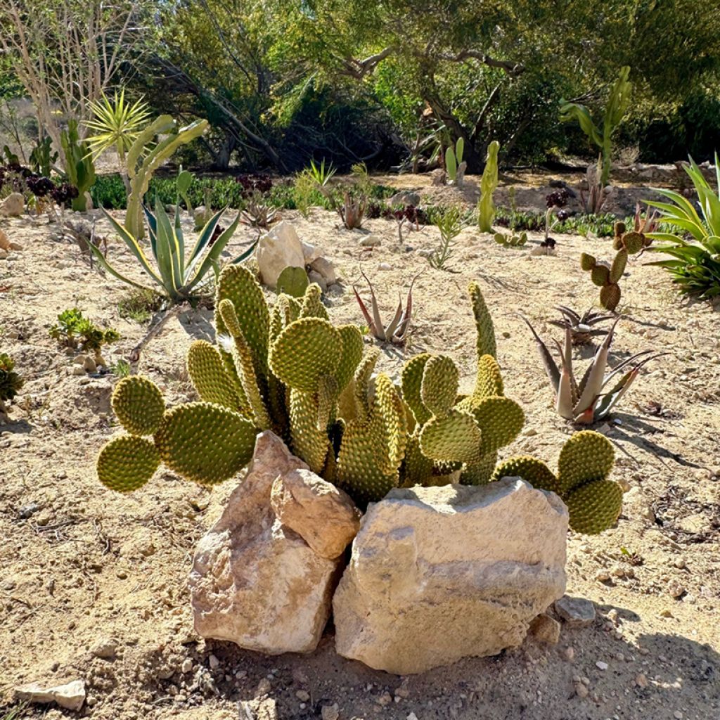 Opuntia microdasys var. pallida - Konijnenoren