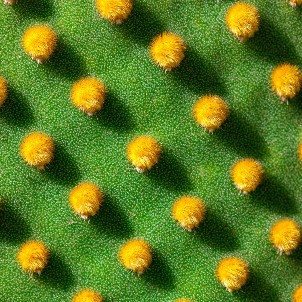 Opuntia microdasys var. pallida - Konijnenoren