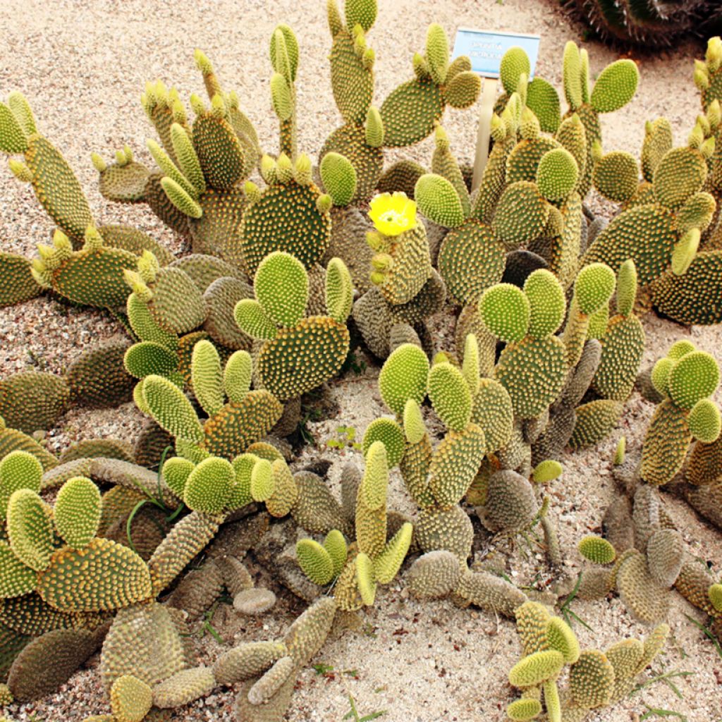 Opuntia microdasys var. pallida - Konijnenoren