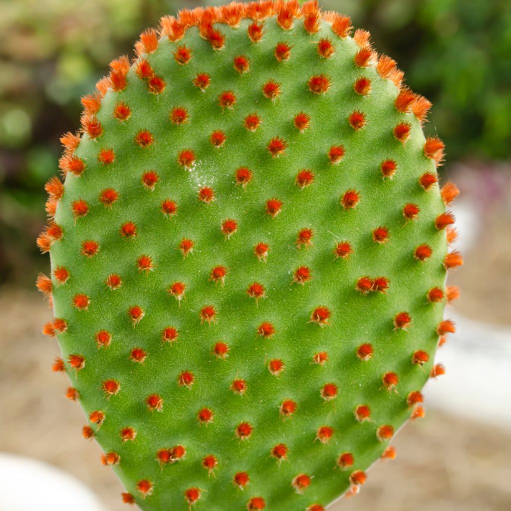 Opuntia microdasys var. rufida - Konijnenoren