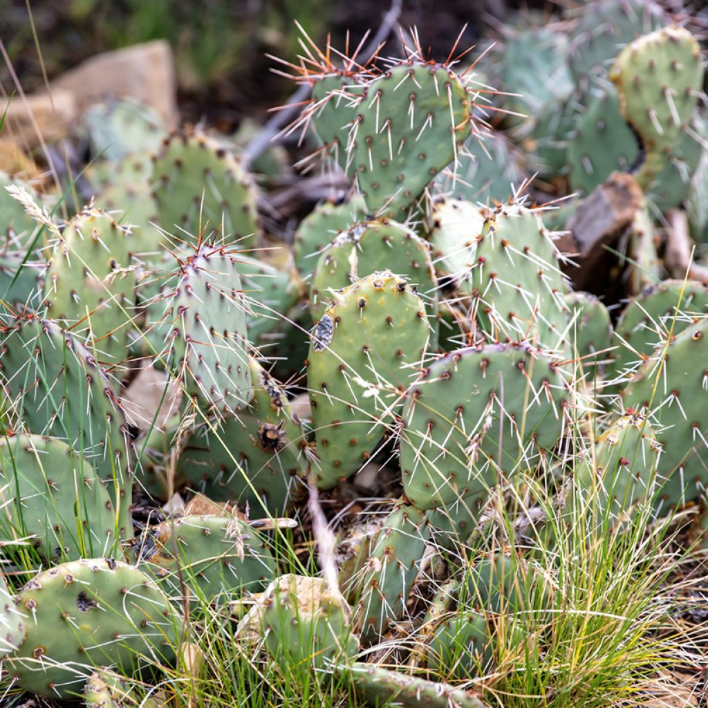 Opuntia phaeacantha Mojavensis - Schijfcactus