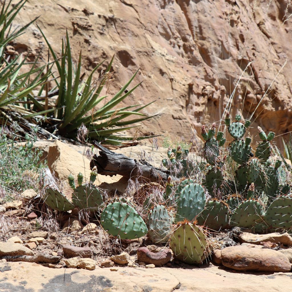 Opuntia polyacantha - Schijfcactus
