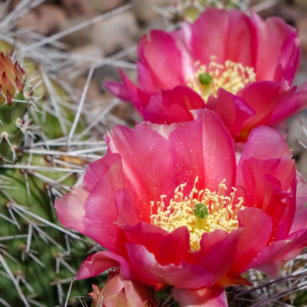 Opuntia polyacantha - Schijfcactus
