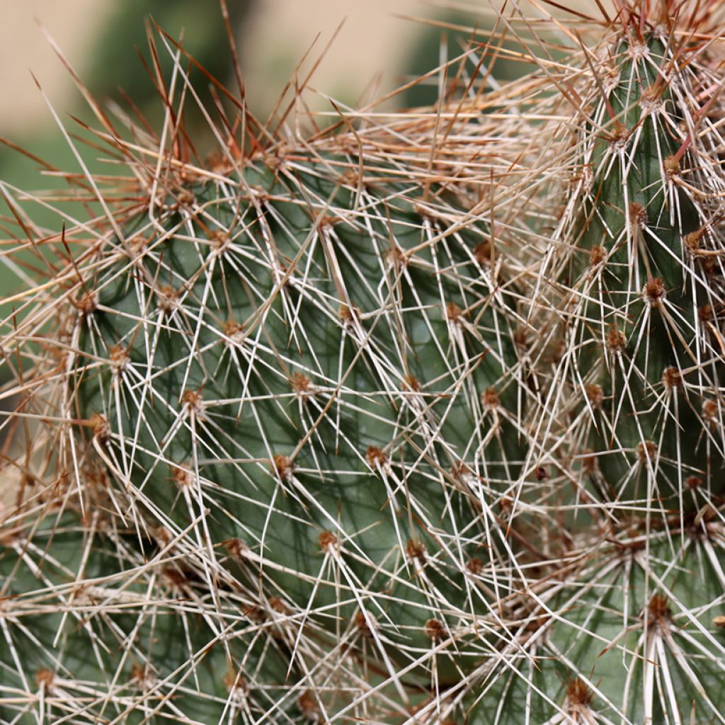 Opuntia polyacantha - Schijfcactus