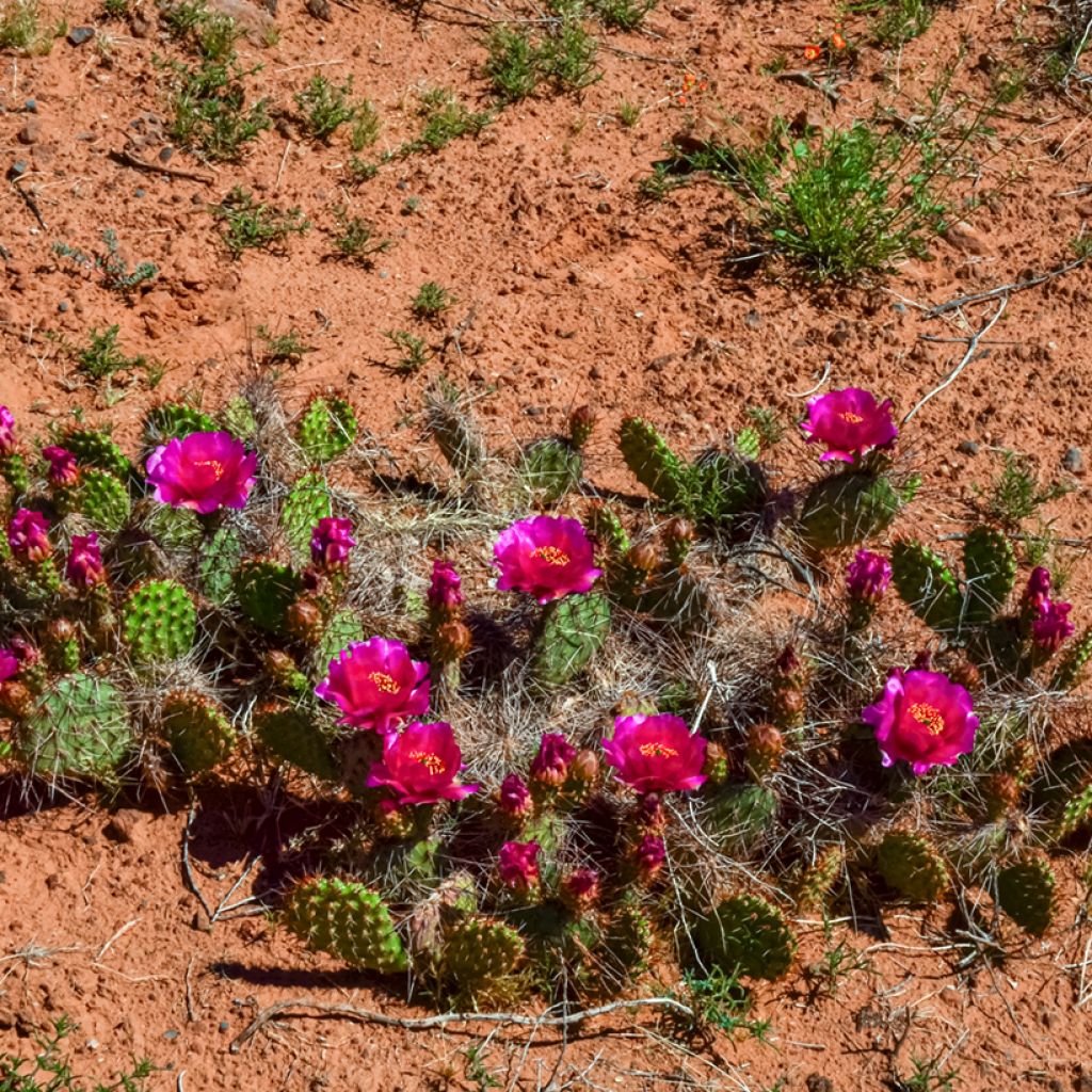 Opuntia polyacantha - Schijfcactus