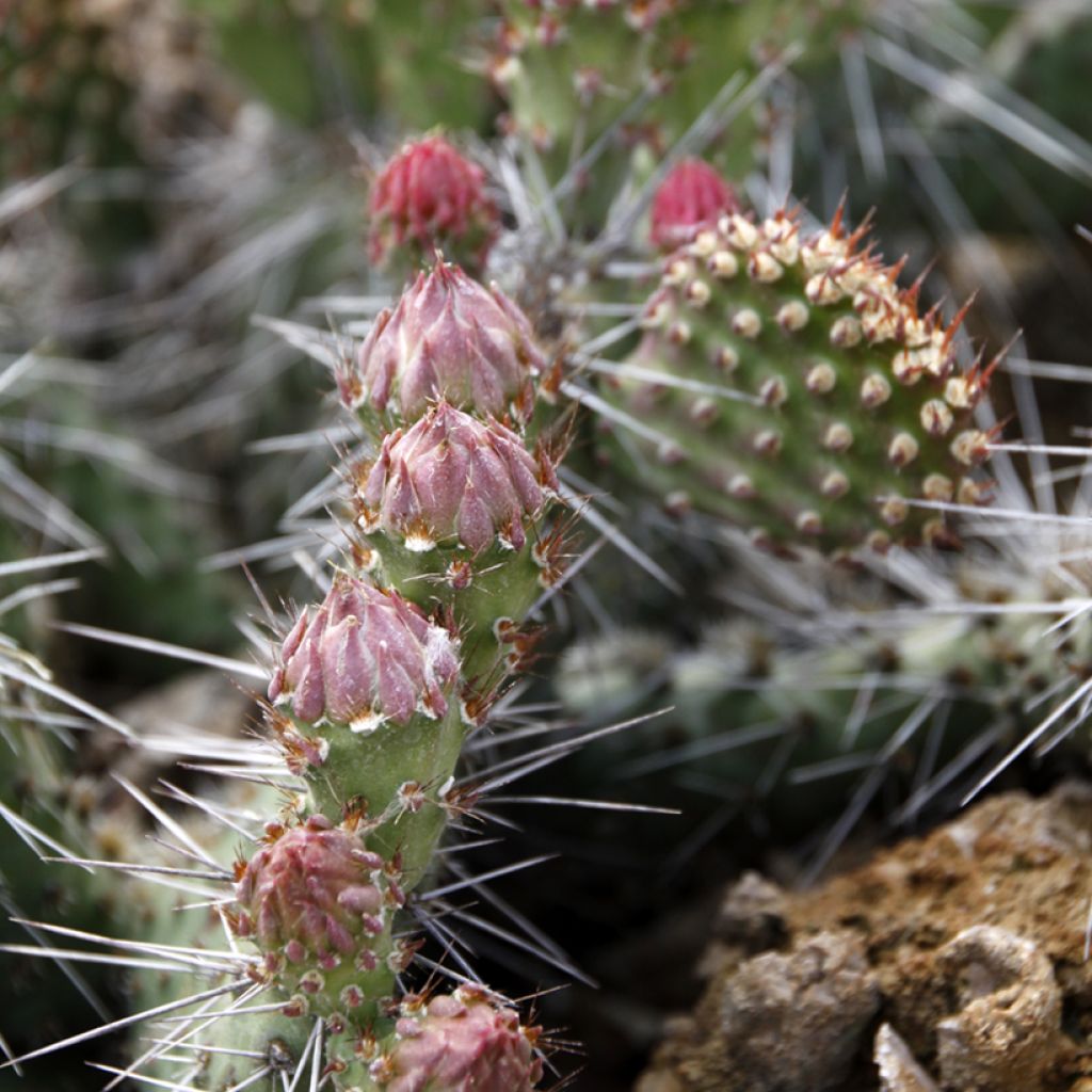 Opuntia polyacantha - Schijfcactus