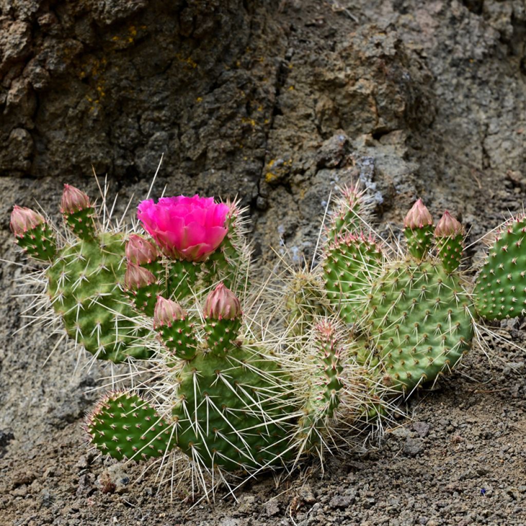 Opuntia polyacantha - Schijfcactus