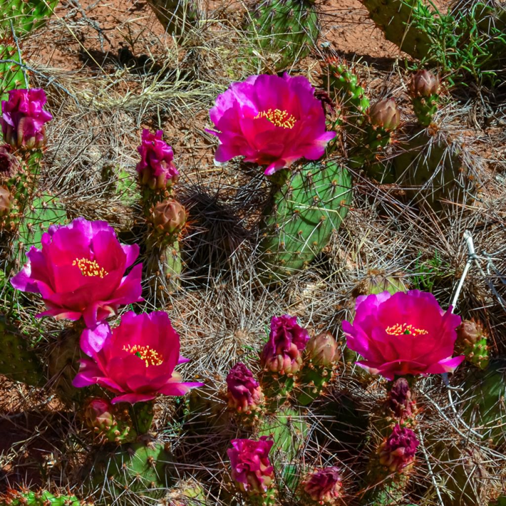 Opuntia polyacantha - Schijfcactus