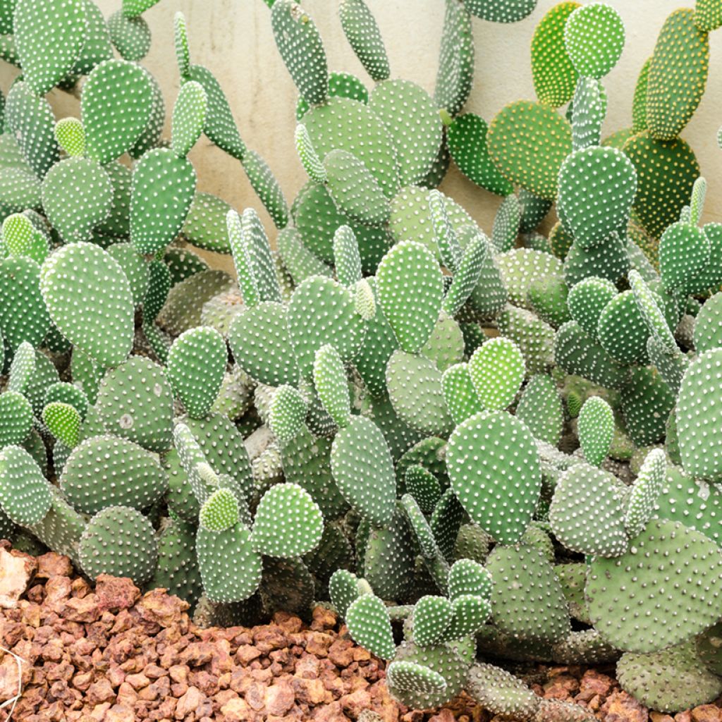 Opuntia rufida - Vijgcactus