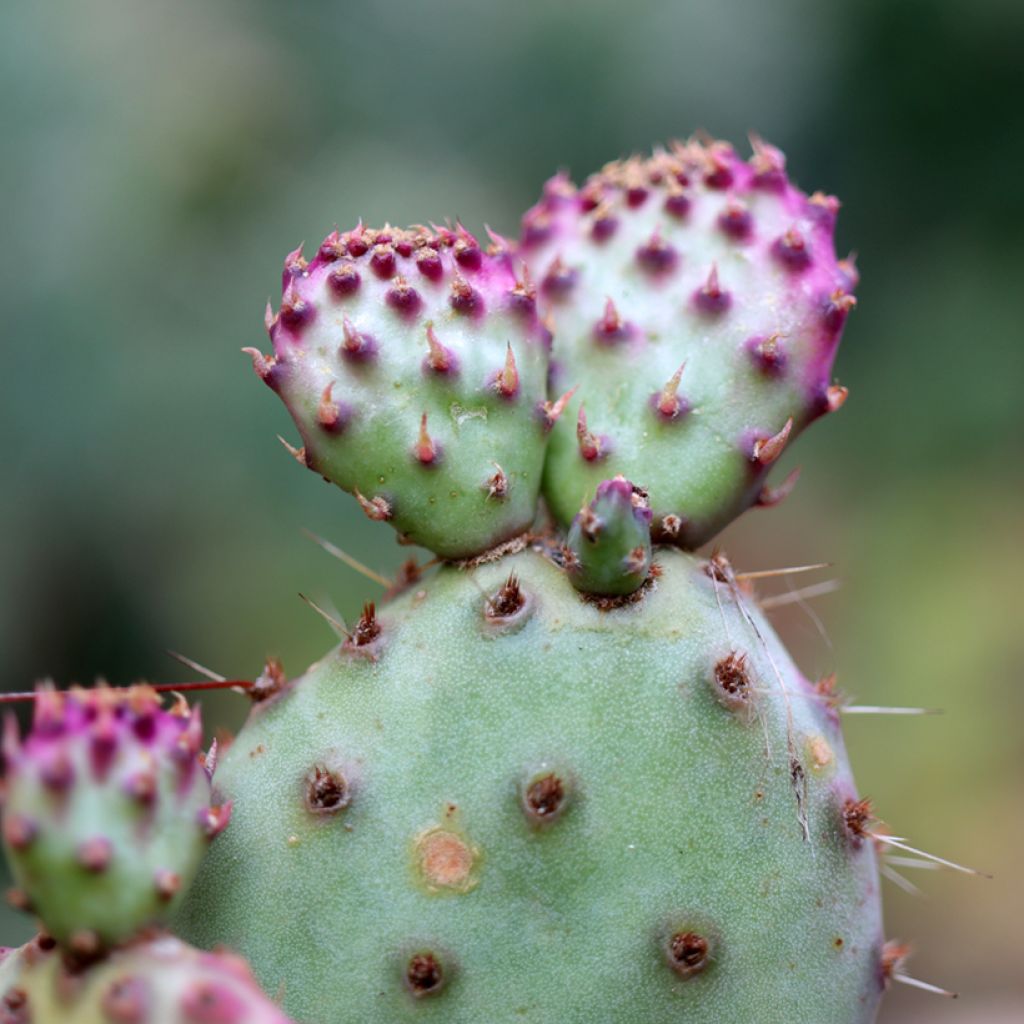 Opuntia santa-rita - Paarse schijfcactus