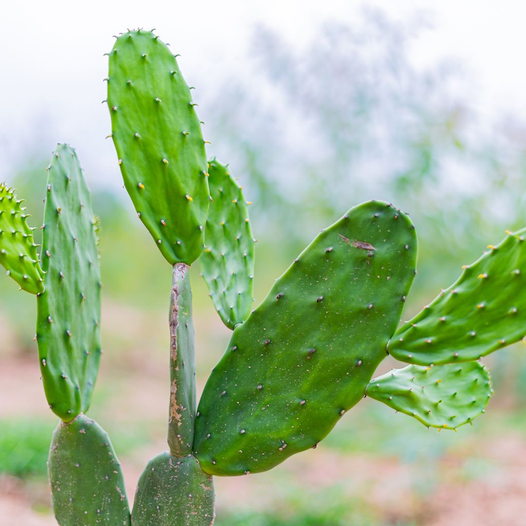 Opuntia jamaicensis - Schijfcactus