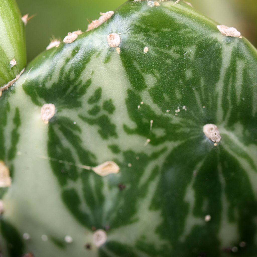 Opuntia jamaicensis Ghost - Schijfcactus