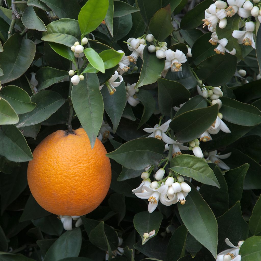 Sinaasappelboom - Citrus sinensis