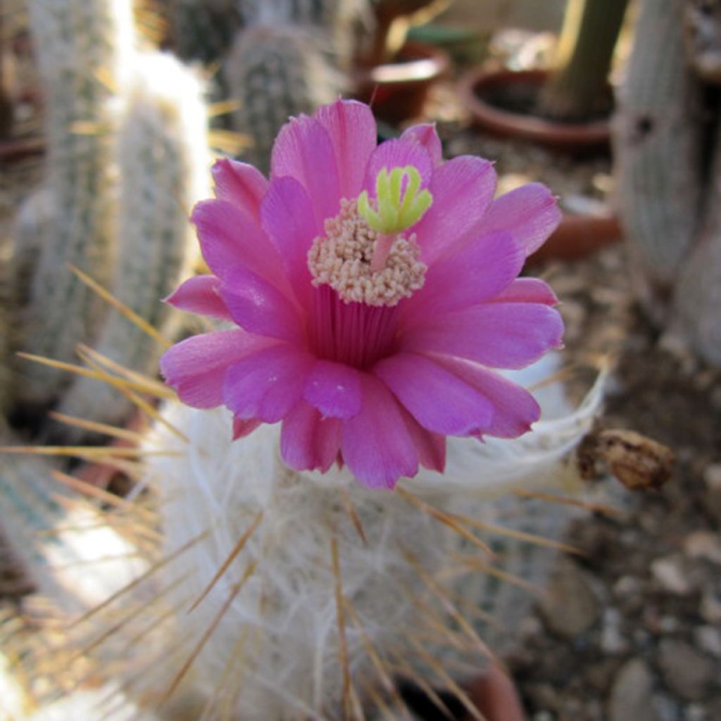 Oreocereus leucotrichus - Cactus