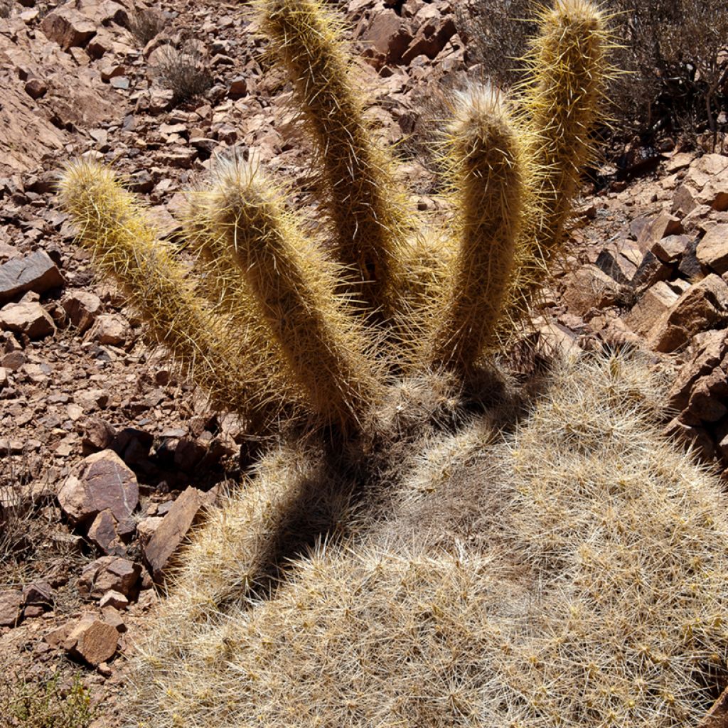 Oreocereus leucotrichus - Cactus