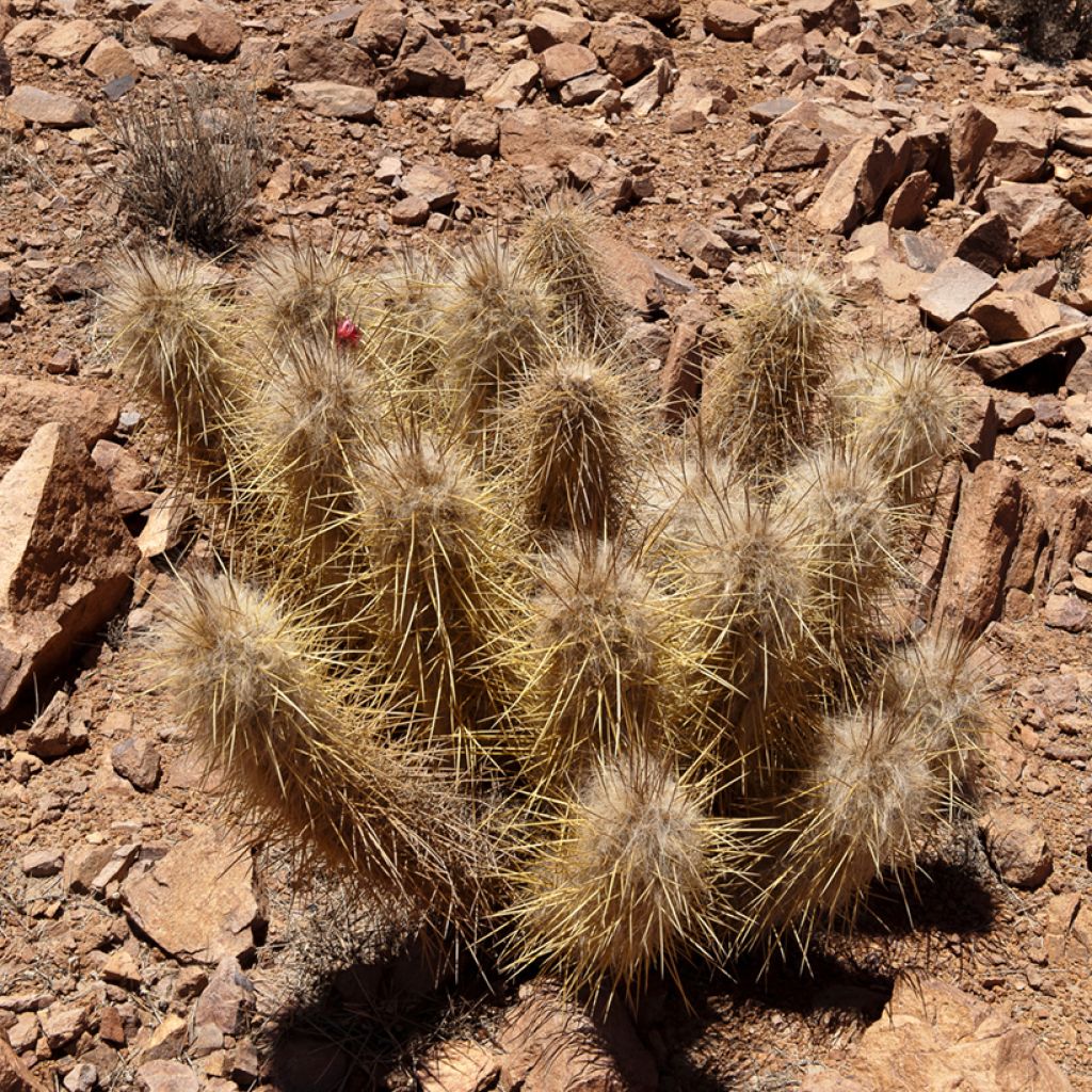 Oreocereus leucotrichus - Cactus