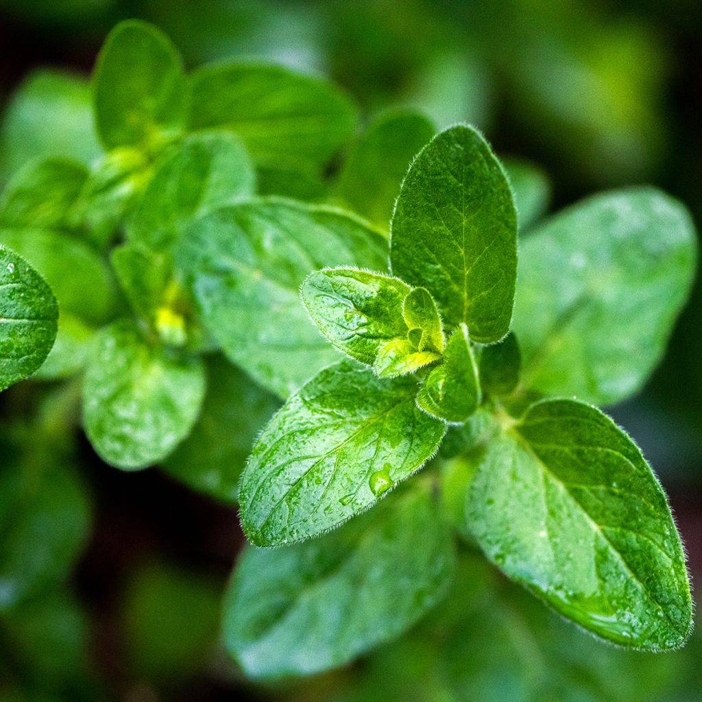 Echte marjolein - Origanum majorana